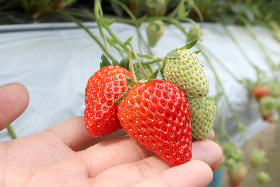 福山市でいちご(紅ほっぺ)の40分食べ放題は「立花いちご農園」