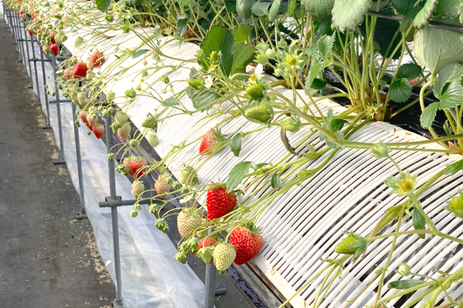 福山市でいちご(紅ほっぺ)の40分食べ放題は「立花いちご農園」